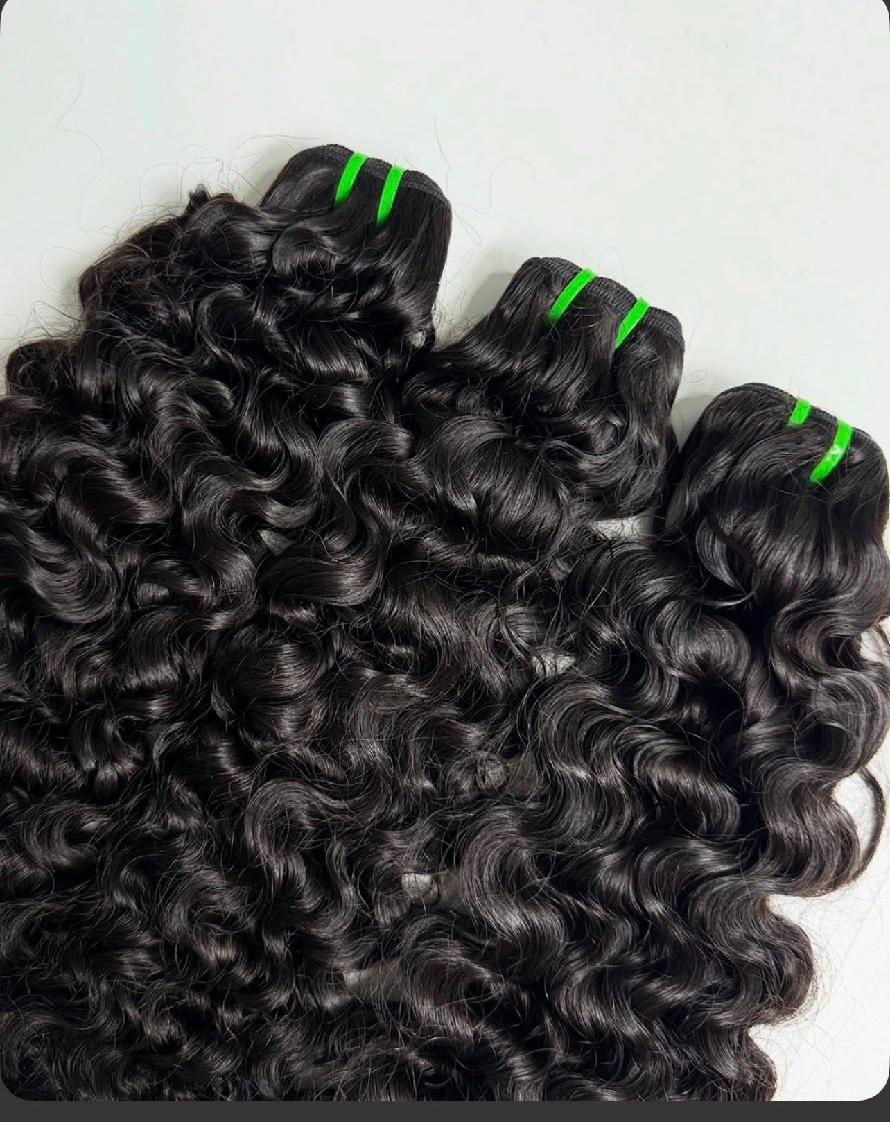 Virgin Burmese curly