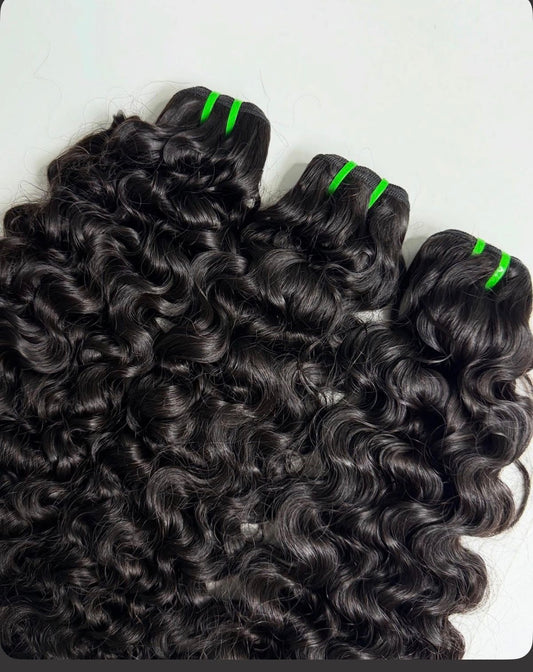 Virgin Burmese curly